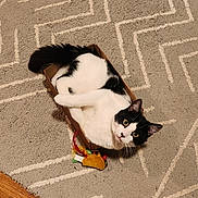 Moo is registered to the contest to win money with this photo: cat, tuxedo_cat, cardboard_box, carpet, toy, taco_toy, indoor, pet, curious, black_and_white, feline, whiskers, relaxed, cute, playful, floor, home, animal, domestic_cat, looking_up