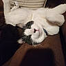 Moo joined the competition — help win amazing prizes! cat, black_and_white, lying_down, couch, striped_cushion, relaxed, indoor, pet, fur, whiskers, pink_nose, ears, sleepy, cozy, domestic_cat, animal, feline, resting, soft_fur, collar