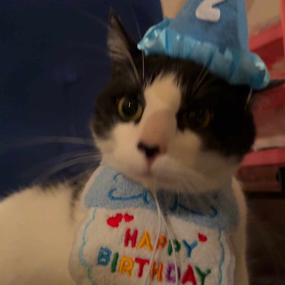 Moo is registered to the contest to win money with this photo: cat, birthday, hat, bib, blue, black_and_white, pet, indoor, cushion, celebration, animal, feline, cute, costume, party, whiskers, face, ears, fur, resting
