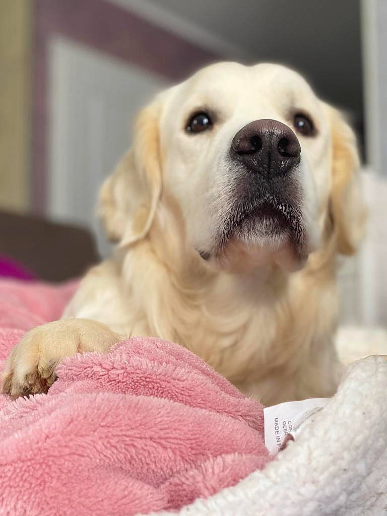 Orson participe au concours pour gagner de l'argent avec cette photo : canidae, carnivore, collar, comfort, companion_dog, dog, dog_breed, dog_collar, dog_supply, fawn, fur, labrador_retriever, paw, pet_supply, puppy, snout, sporting_group, whiskers, working_animal