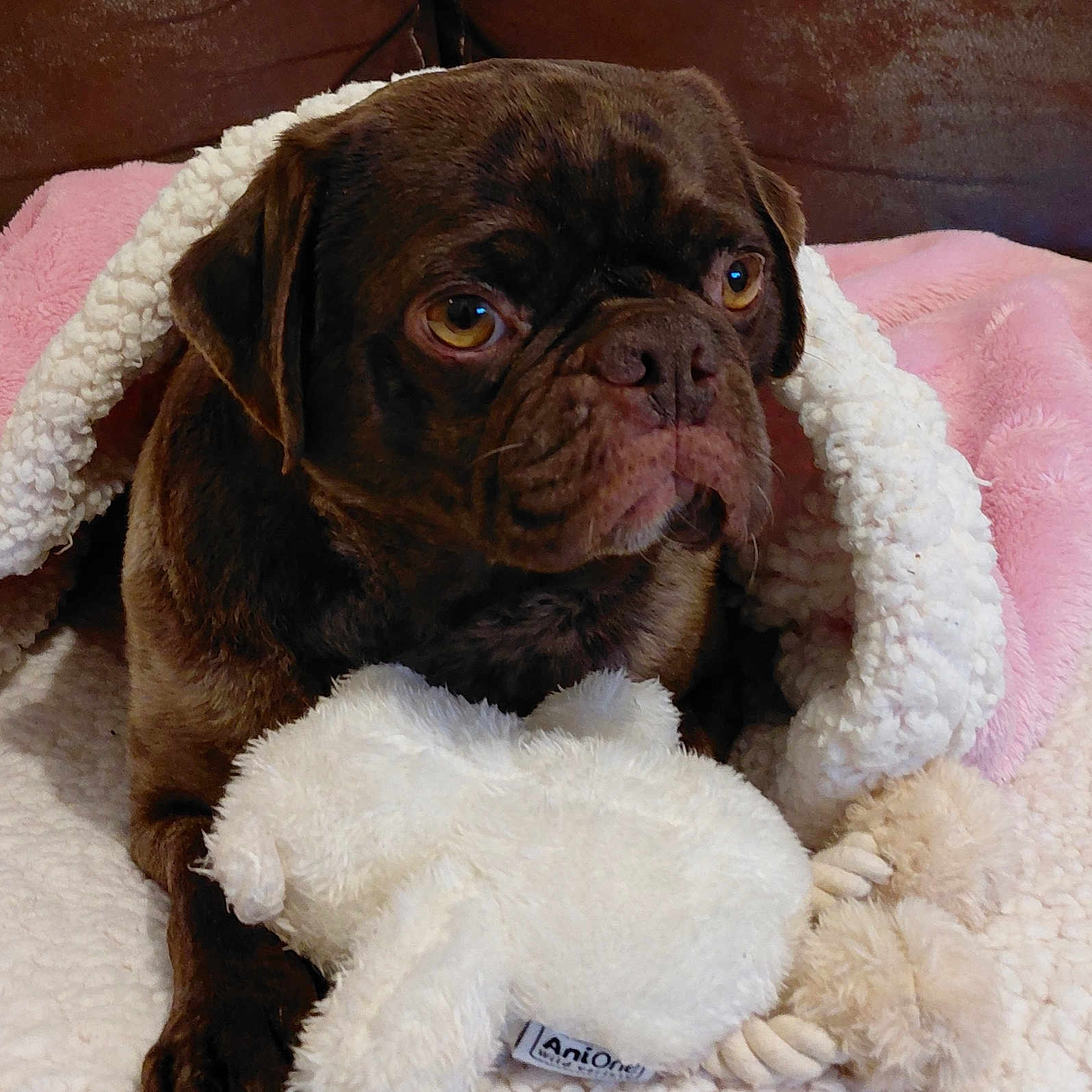 Miss Coco a rejoint le concours — aidez-le/la à gagner de superbes lots ! animal, blanket, brown, chocolate_color, companion, couch, cozy, cute, dog, domestic, fur, indoor, pet, plush_toy, relaxed, resting, snuggled, soft_texture, toy, warm