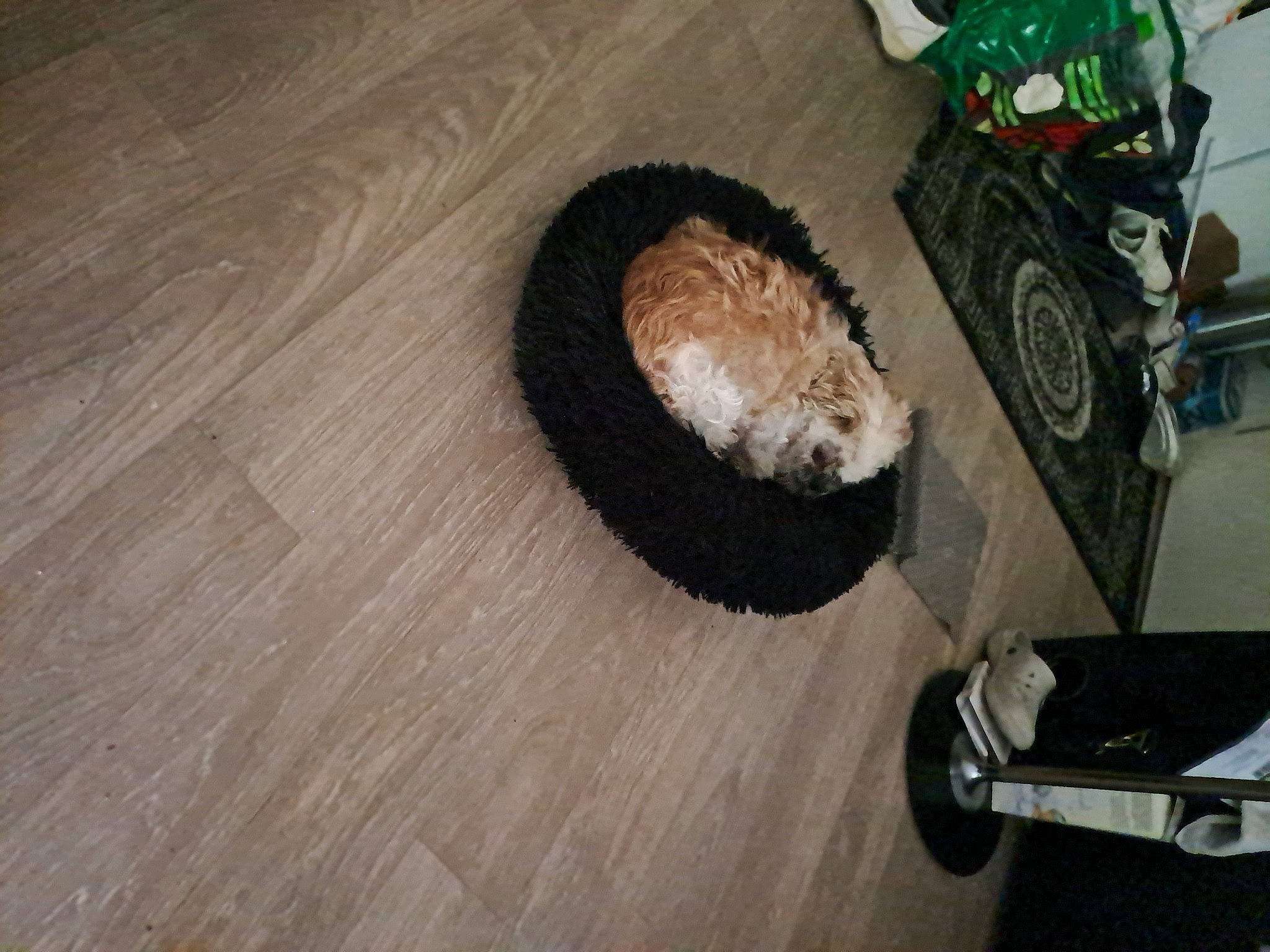 Pépète a rejoint le concours — aidez-le/la à gagner de superbes lots ! automotive_tire, automotive_wheel_system, carnivore, companion_dog, dog, dog_breed, fawn, felidae, fender, floor, flooring, hardwood, hedgehog, laminate_flooring, small_to_medium_sized_cats, tire, tread, wheel, wood, wood_flooring