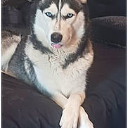 Shasta joined the competition — help win amazing prizes! animal, black_background, blue_eyes, canine, crossed_paws, cute, dog, domestic_animal, fur, grey_fur, indoor, looking_at_camera, lying_down, mammal, pet, portrait, resting, siberian_husky, tongue_out, white_fur