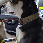 Blue-Baby joined the competition — help win amazing prizes! animal, black_and_white, calm, car, car_door, collar, dog, dog_collar, indoor, large_dog, leather_seat, looking_out, passenger_seat, pet, seat, side_profile, sitting, vehicle_interior, window, wood_trim