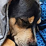 Blue-Baby is registered to the contest to win money with this photo: animal, bed, blanket, blue, canine, closeup, comfort, cozy, dog, face, fur, indoors, napping, paw, quiet, relaxation, rest, sleeping, snuggle, warm