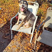 Blue-Baby joined the competition — help win amazing prizes! dog, chair, outdoor, autumn, leaves, sunlight, yard, car, metal, smiling, pet, animal, nature, fence, tree, shadow, grass, old_car, relaxed, happy