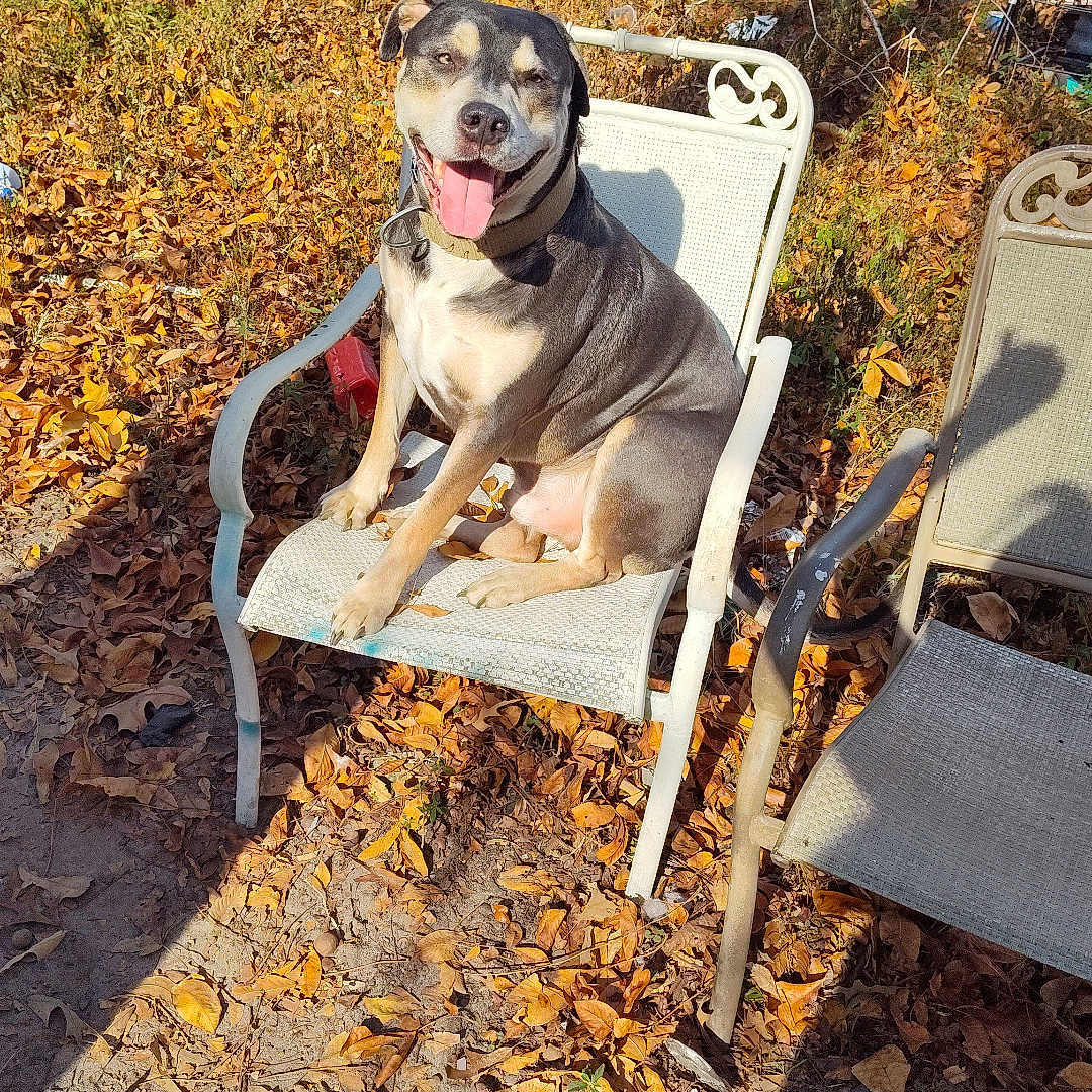 Blue-Baby joined the competition — help win amazing prizes! animal, autumn, car, chair, dog, fence, grass, happy, leaves, metal, nature, old_car, outdoor, pet, relaxed, shadow, smiling, sunlight, tree, yard