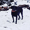 dog, snow, black_dog, orange_collar, outdoor, winter, animal, pet, canine, snowy_ground, stone_wall, nature, fur, standing, alert, cold, landscape, background, daylight, mammal