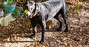 Oreo is registered to the contest to win money with this photo: dog, black_dog, tennis_ball, outdoor, garden, leaves, tree, plants, sunlight, pet, animal, playful, collar, nature, ground, rock, daylight, canine, mammal, fetch