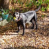 dog, black_dog, tennis_ball, outdoor, garden, leaves, tree, plants, sunlight, pet, animal, playful, collar, nature, ground, rock, daylight, canine, mammal, fetch