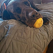 Oreo is registered to the contest to win money with this photo: dog, black_dog, tennis_ball, bed, quilted_bedspread, indoor, resting, sleepy, pet, animal, canine, cozy, relaxed, mouth, close_up, furniture, home, domestic_animal, warm_light, paw