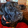 dog, black_dog, pet, animal, close_up, collar, brown_eyes, indoor, furniture, blanket, cozy, nose, resting, canine, mammal, domestic_animal, bed, wooden_furniture, red_blanket, portrait