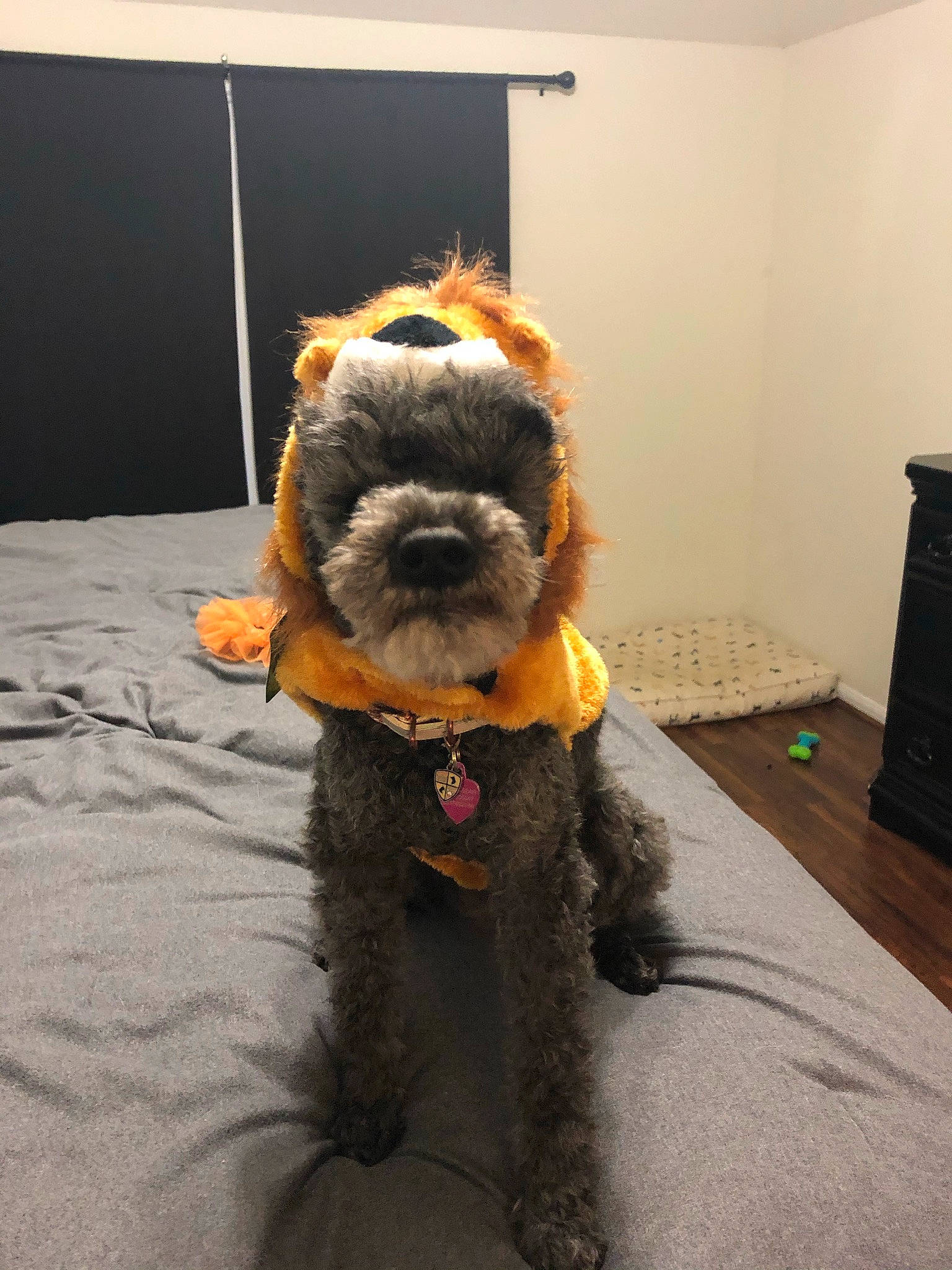 Fifi joined the competition — help win amazing prizes! canidae, carnivore, companion_dog, dog, dog_breed, fur, griffon_bruxellois, irish_soft_coated_wheaten_terrier, non_sporting_group, poodle_crossbreed, sporting_group, terrier, toy_dog, toy_poodle, welsh_terrier