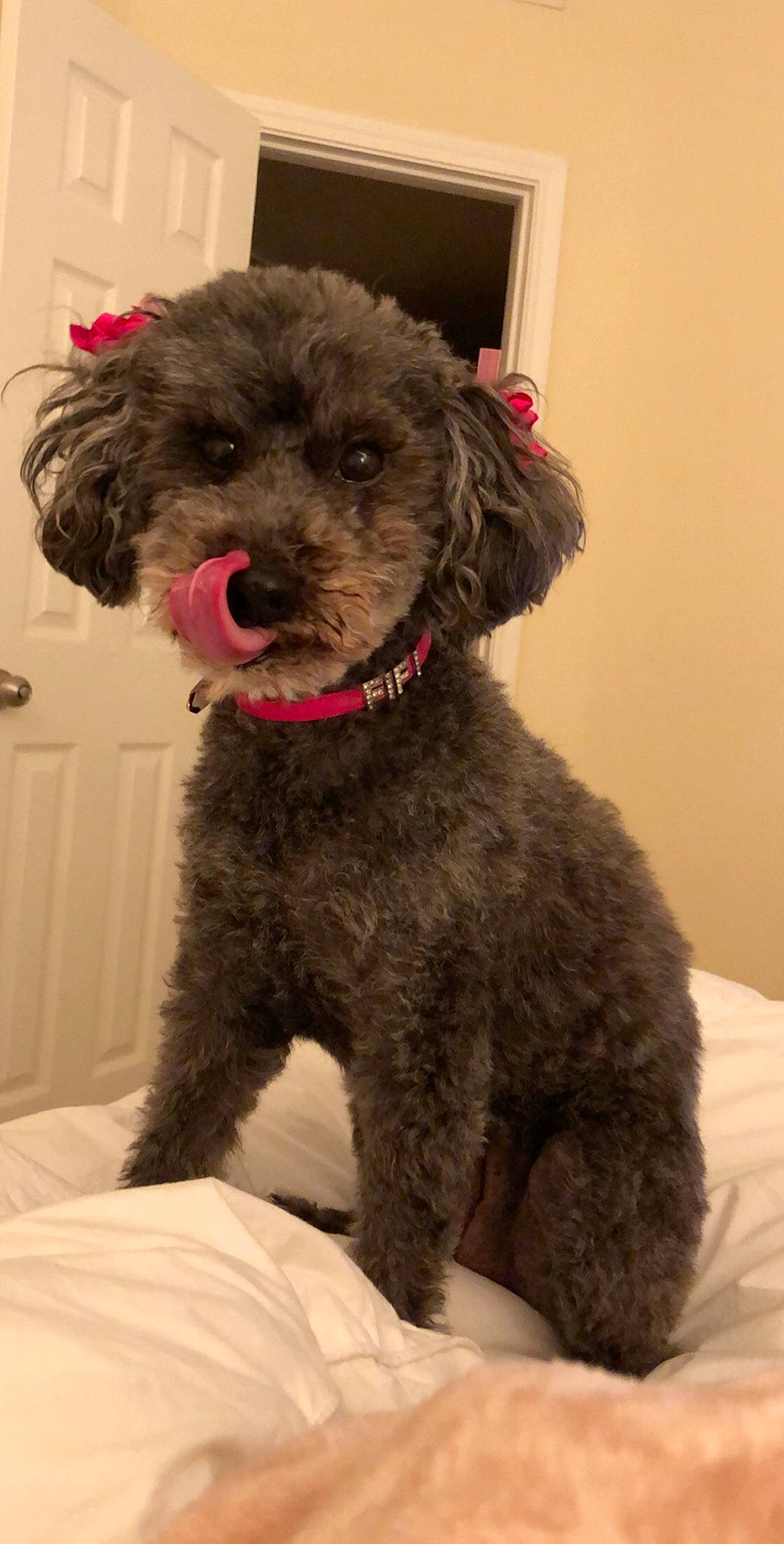 Fifi is registered to the contest to win money with this photo: bolonka, canidae, carnivore, cockapoo, companion_dog, dog, dog_breed, labradoodle, maltepoo, mammal, miniature_poodle, poodle, poodle_crossbreed, puppy, schnoodle, shih_poo, snout, sporting_group, toy_poodle, vertebrate