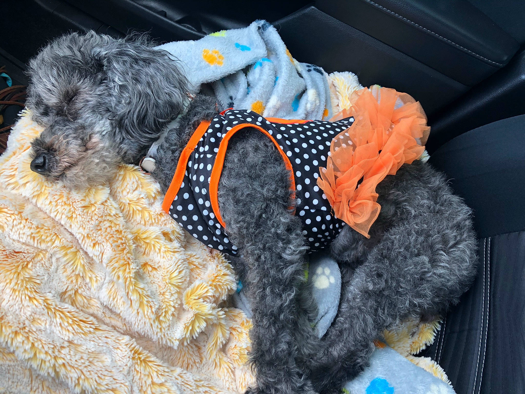 Fifi joined the competition — help win amazing prizes! canidae, carnivore, crochet, dog, dog_breed, dog_clothes, dog_collar, dog_supply, dog_toy, fur, knitting, miniature_schnauzer, non_sporting_group, puppy, schnauzer, terrier, wool
