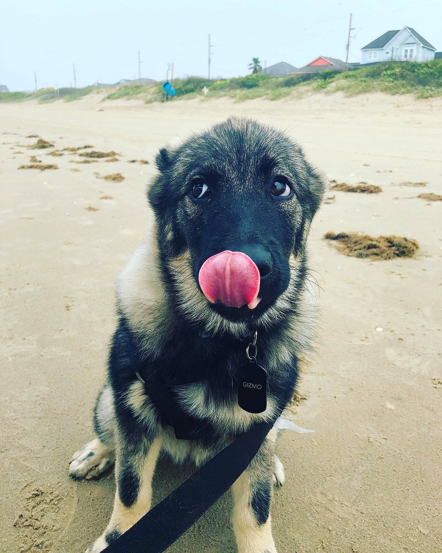 Gizmo is registered to the contest to win money with this photo: canidae, carnivore, dog, dog_breed, mammal, rare_breed_dog, snout, sporting_group, street_dog, vertebrate