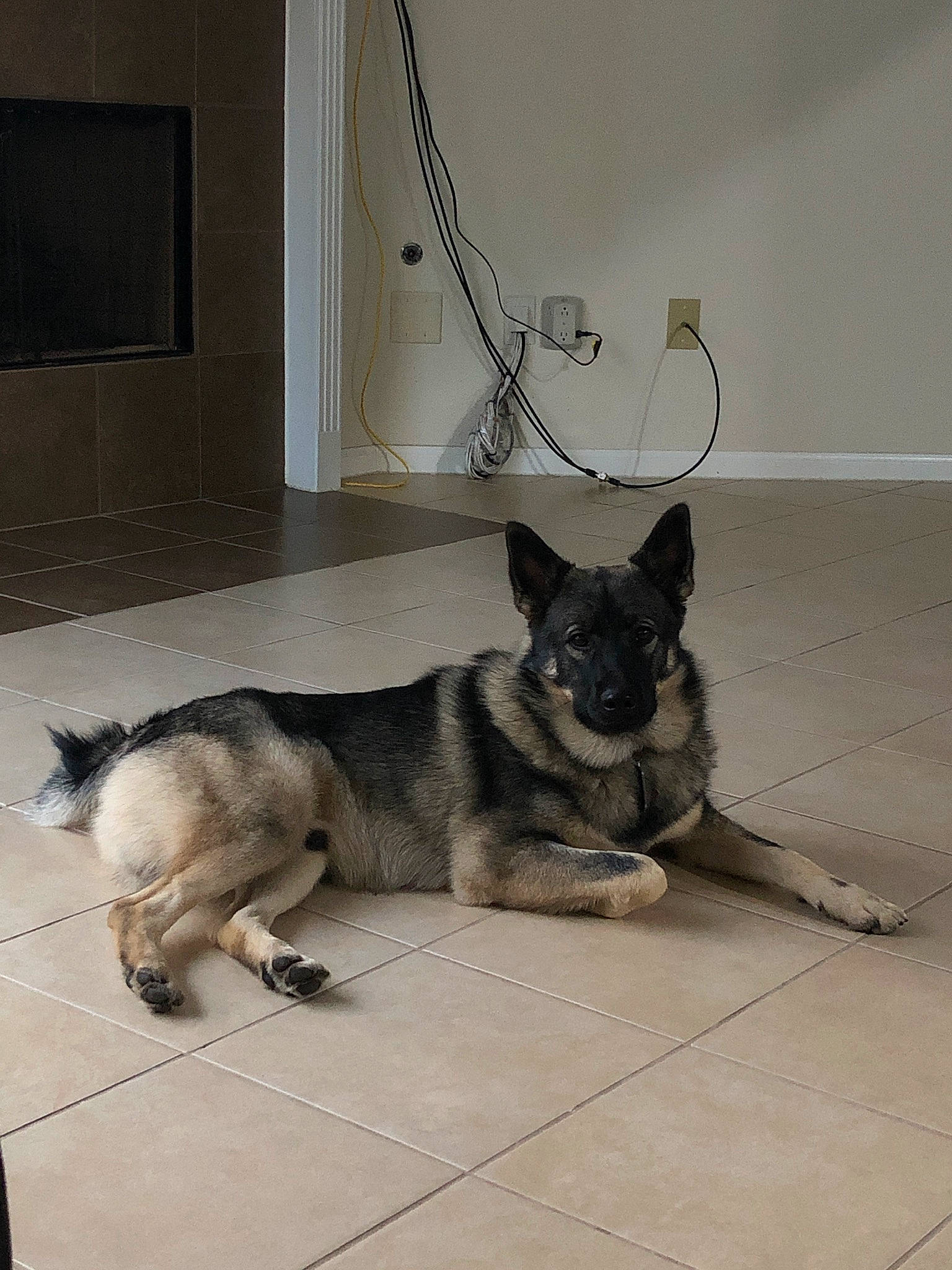 Gizmo joined the competition — help win amazing prizes! alaskan_malamute, black_norwegian_elkhound, canidae, carnivore, dog, dog_breed, fawn, floor, hound, jamthund, mammal, norwegian_elkhound, siberian_husky, snout, swedish_vallhund, tail, vertebrate, wolfdog