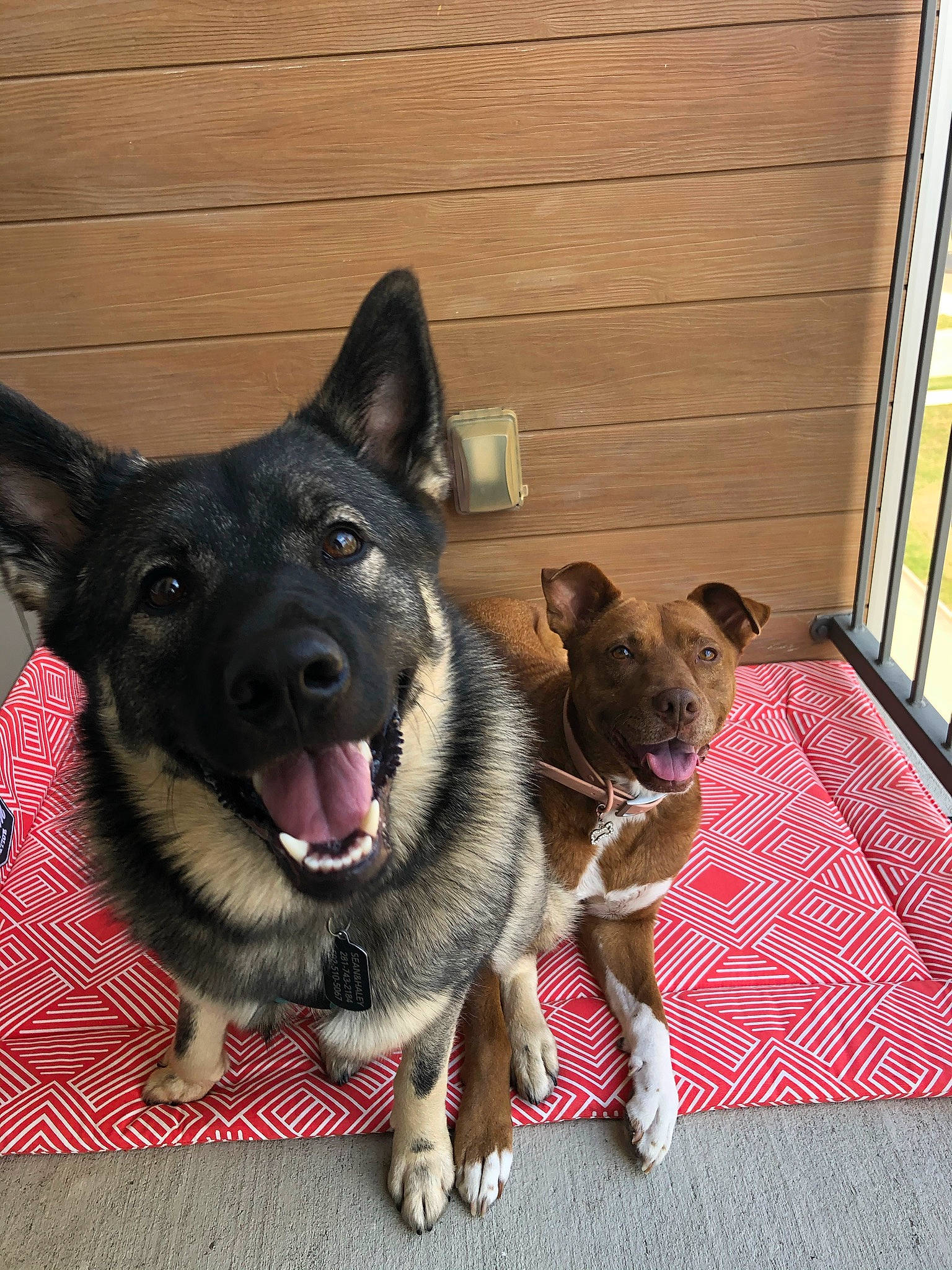 Gizmo joined the competition — help win amazing prizes! black_norwegian_elkhound, canidae, carnivore, dog, dog_breed, fawn, king_shepherd, mammal, norwegian_elkhound, rare_breed_dog, shiloh_shepherd_dog, snout, vertebrate, working_dog