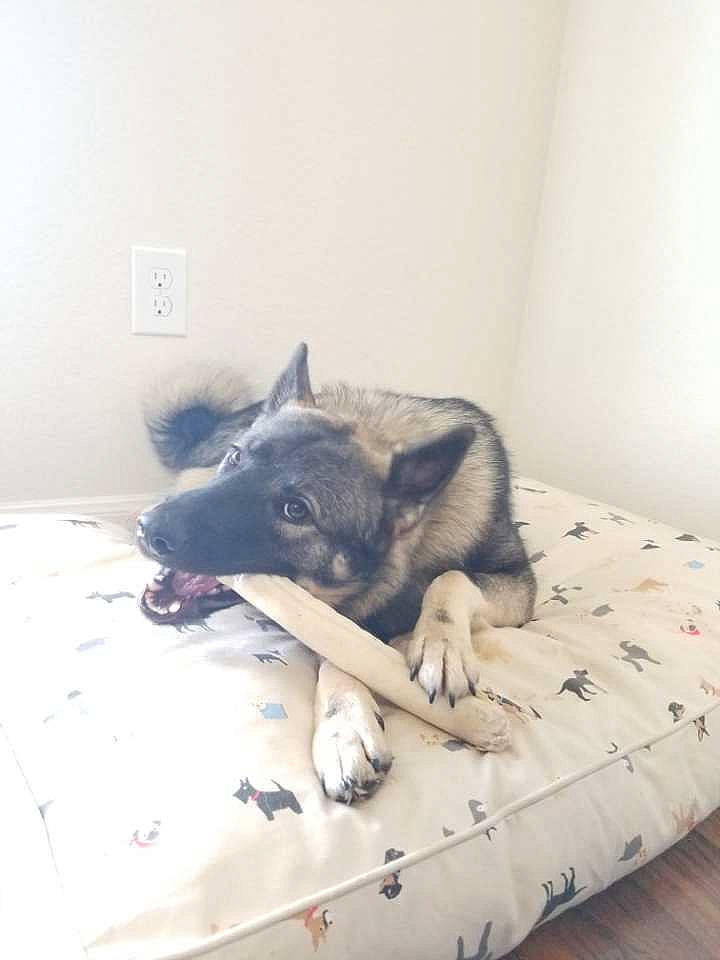 Gizmo is registered to the contest to win money with this photo: akita, bed, canidae, carnivore, dog, dog_breed, ear, german_shepherd_dog, mammal, norwegian_elkhound, snout, wolfdog