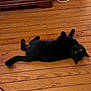 Choupette participe au concours pour gagner de l'argent avec cette photo : black_cat, cat, pet, animal, wooden_floor, indoor, curious, lying_down, floorboards, fur, green_eyes, domestic_cat, relaxed, wood_furniture, home, floor, cute, looking_up, whiskers, tail