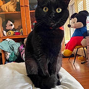 Choupette participe au concours pour gagner de l'argent avec cette photo : black_cat, cat, bed, bedspread, furniture, cabinet, clothing, stuffed_toy, mickey_mouse, plush_toy, window, curtains, floor, wooden_floor, indoor, pet, animal, curious, sitting, close_up