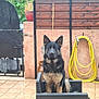 Darcko participe au concours pour gagner de l'argent avec cette photo : dog, german_shepherd, pet, chair, wicker_chair, patio, tiled_floor, garden_hose, yellow_hose, wooden_fence, gate, potted_plant, clay_pot, wet_fur, erect_ears, alert, looking_at_camera, outdoor, wall, backyard
