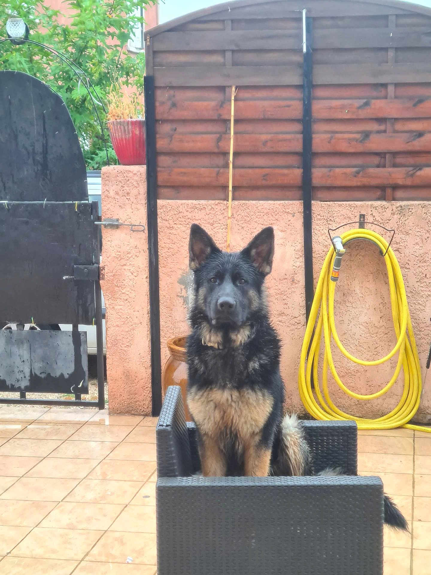 Darcko participe au concours pour gagner de l'argent avec cette photo : dog, german_shepherd, pet, chair, wicker_chair, patio, tiled_floor, garden_hose, yellow_hose, wooden_fence, gate, potted_plant, clay_pot, wet_fur, erect_ears, alert, looking_at_camera, outdoor, wall, backyard