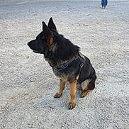 Darcko a rejoint le concours — aidez-le/la à gagner de superbes lots ! dog, german_shepherd, pet, harness, sitting, gravel, outdoor, boy, scooter, person, fence, boats, marina, jacket, coat, walking, upright_ears, fur, paws, daylight
