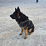 dog, german_shepherd, pet, harness, sitting, gravel, outdoor, boy, scooter, person, fence, boats, marina, jacket, coat, walking, upright_ears, fur, paws, daylight