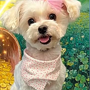Sarah joined the competition — help win amazing prizes! animal, bandana, bow, clovers, colorful_background, cute, decorative, dog, fluffy, happy, indoor, pet, pink_bow, polka_dot, portrait, pot_of_gold, small_dog, smiling, tongue_out, white_dog