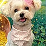 animal, bandana, bow, clovers, colorful_background, cute, decorative, dog, fluffy, happy, indoor, pet, pink_bow, polka_dot, portrait, pot_of_gold, small_dog, smiling, tongue_out, white_dog
