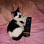 Rosey is registered to the contest to win money with this photo: kitten, cat, sleeping, black_and_white, remote_control, pink_blanket, pet, animal, cozy, indoor, resting, cute, feline, fur, small, domestic, comfort, relaxation, bed, napping
