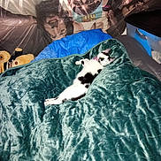 Rosey joined the competition — help win amazing prizes! bed, bedding, blanket, cat, collar, cozy, fabric, fur, human_face, indoor, pet, pillow, plastic_container, poster, sleeping, storage_box, stretched, stuffed_toy, teddy_bear, wall_art