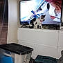 kitten, cat, television, person, indoor, cabinet, storage_container, bag, curious, black_and_white, collar, screen, selfie, furniture, plastic_box, curtain, room, home, electronics, sitting