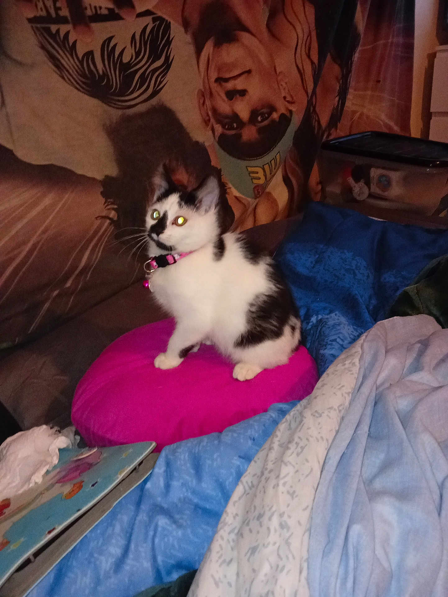 Rosey joined the competition — help win amazing prizes! animal, bed, black_and_white, blanket, book, cat, collar, cozy, curious, cute, domestic, face_art, furniture, indoor, kitten, pet, pink_cushion, resting, tapestry, young