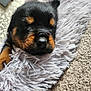 Ronnie is registered to the contest to win money with this photo: puppy, rottweiler, dog, sleeping, fur, cute, pet, animal, closeup, cozy, fluffy, carpet, indoor, resting, cute_animal, adorable, young, mammal, relaxing, snuggling