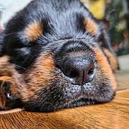 Ronnie joined the competition — help win amazing prizes! puppy, dog, close_up, sleeping, nose, paw, fur, wooden_floor, pet, animal, cute, indoors, resting, sleep, black, brown, soft, texture, peaceful, macro