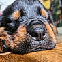 puppy, dog, close_up, sleeping, nose, paw, fur, wooden_floor, pet, animal, cute, indoors, resting, sleep, black, brown, soft, texture, peaceful, macro