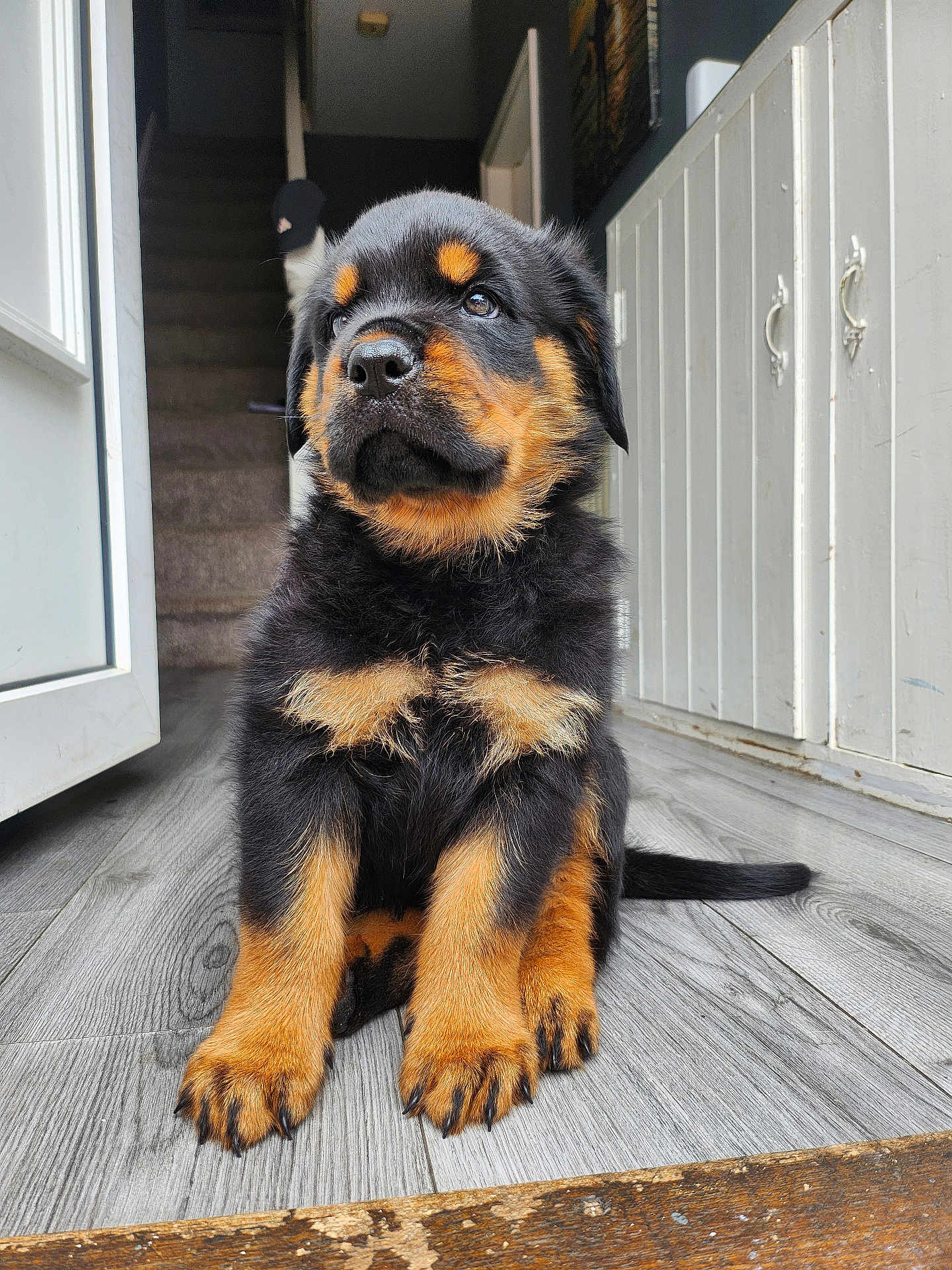 Ronnie is registered to the contest to win money with this photo: puppy, rottweiler, dog, indoor, wooden_floor, stairs, black_and_tan, pet, young_dog, canine, cute, fur, ears, nose, paw, tail, house, door, cabinet, flooring
