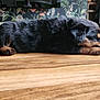 Ronnie joined the competition — help win amazing prizes! puppy, dog, sleeping, lying_down, black_fur, brown_fur, wooden_floor, indoor, pet, animal, cute, resting, cozy, fluffy, young_dog, flooring, paw, ears, side_view, quiet