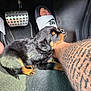 puppy, dog, black, tan, car, floor_mat, pedal, footwear, nike, slide, tattoo, arm, pet, animal, playful, indoor, light, shadow, closeup, cute