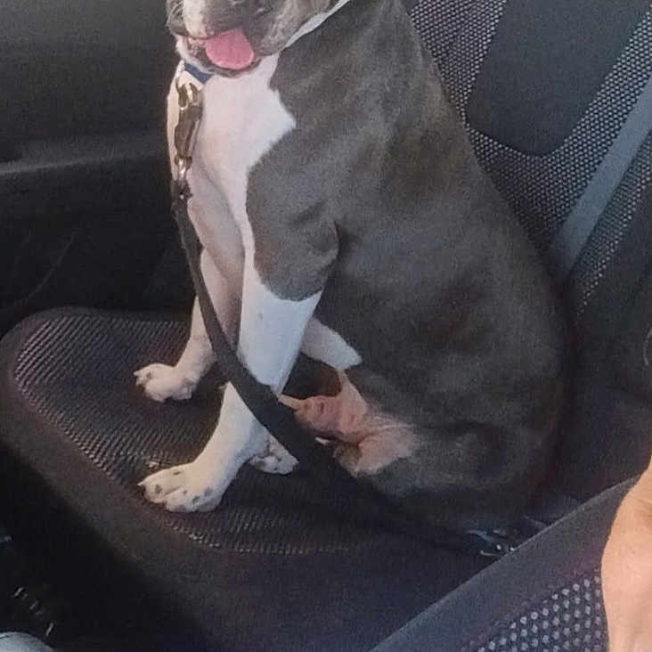 Loki is registered to the contest to win money with this photo: dog, pit_bull, gray_dog, white_chest, sitting, car, backseat, seatbelt, tongue_out, pet, animal, indoor, vehicle, passenger, portrait, happy, alert, short_hair, collar, daylight
