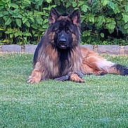 Vrinks participe au concours pour gagner de l'argent avec cette photo : dog, german_shepherd, grass, outdoor, pet, animal, canine, lawn, greenery, nature, relaxing, fur, long_hair, garden, stone_border, leafy, summer, resting, mammal, companion