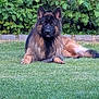 dog, german_shepherd, grass, outdoor, pet, animal, canine, lawn, greenery, nature, relaxing, fur, long_hair, garden, stone_border, leafy, summer, resting, mammal, companion
