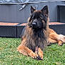 dog, grass, outdoor, pet, animal, stick, long_hair, furniture, hot_tub, relaxed, lying_down, ears, tail, nature, canine, garden, backyard, resting, daytime, muzzle