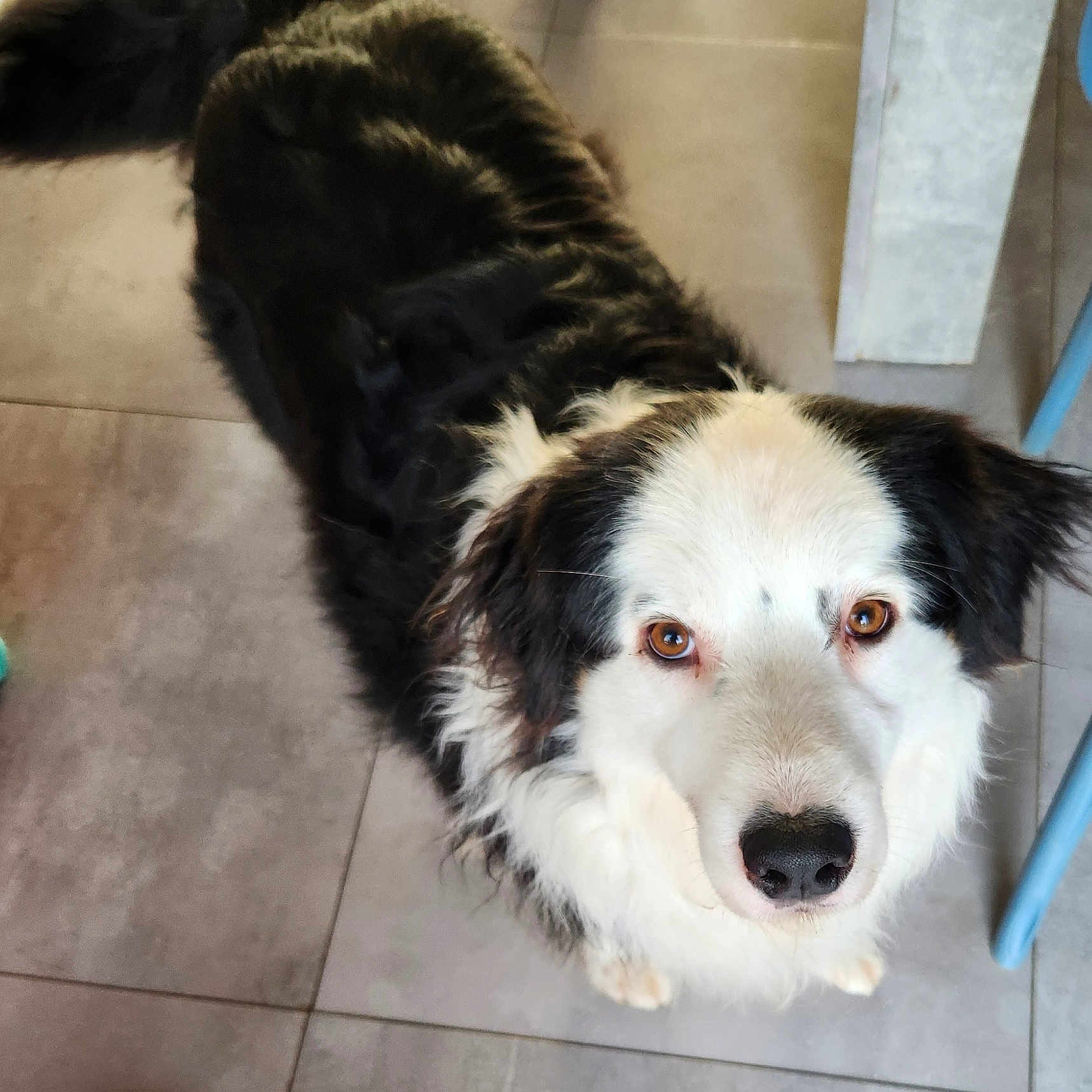 Flocon participe au concours pour gagner de l'argent avec cette photo : dog, dogs, puppy, fluffy, black_and_white, long_hair, pet, animal, canine, portrait, looking_up, brown_eyes, black_fur, white_fur, indoor, tiled_floor, home, standing, sitting, adorable