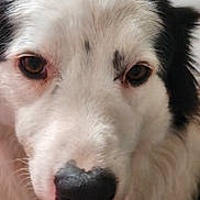 Flocon a rejoint le concours — aidez-le/la à gagner de superbes lots ! dog, close_up, portrait, white_fur, black_fur, spotted, floppy_ears, brown_eyes, nose, tongue, pet, canine, furry, indoor, facial_expression, looking_at_camera, animal, headshot, black_and_white, cute