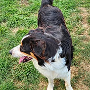 Maya a rejoint le concours — aidez-le/la à gagner de superbes lots ! dog, tricolor_dog, border_collie, long_hair, fluffy, panting, open_mouth, tongue, outdoors, grass, field, standing, black_fur, white_fur, brown_fur, animal_portrait, pet, playful, daylight, second_dog