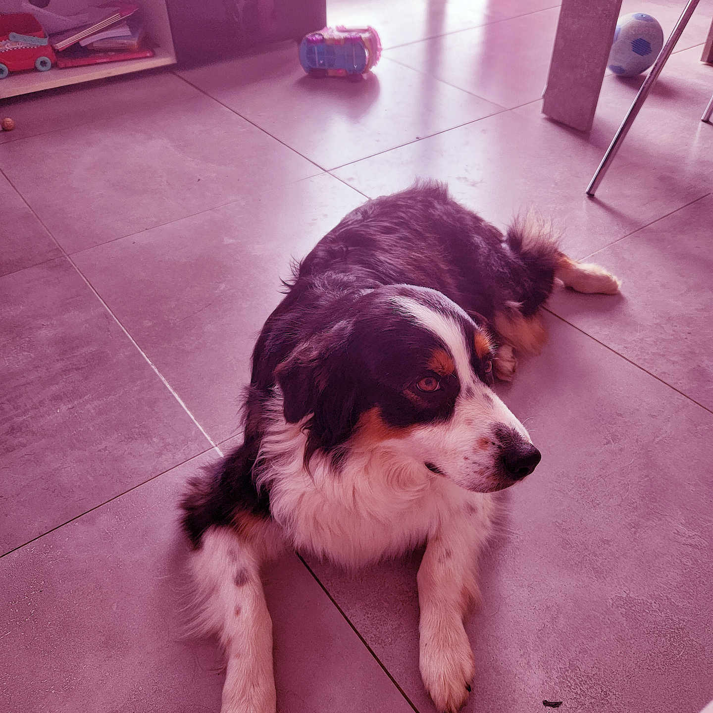 Maya