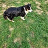 dog, canine, tricolor, black_and_white, brown, long_hair, floppy_ears, outdoors, grass, lawn, yard, standing, walking, side_view, pet, animal, fur, tail, daylight, nature